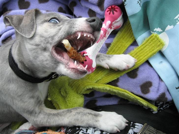 Whippet Sea Leopards Quiet Qairo billede 3