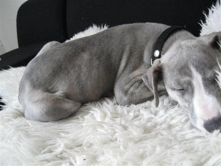 Whippet Sea Leopards Quiet Qairo billede 4