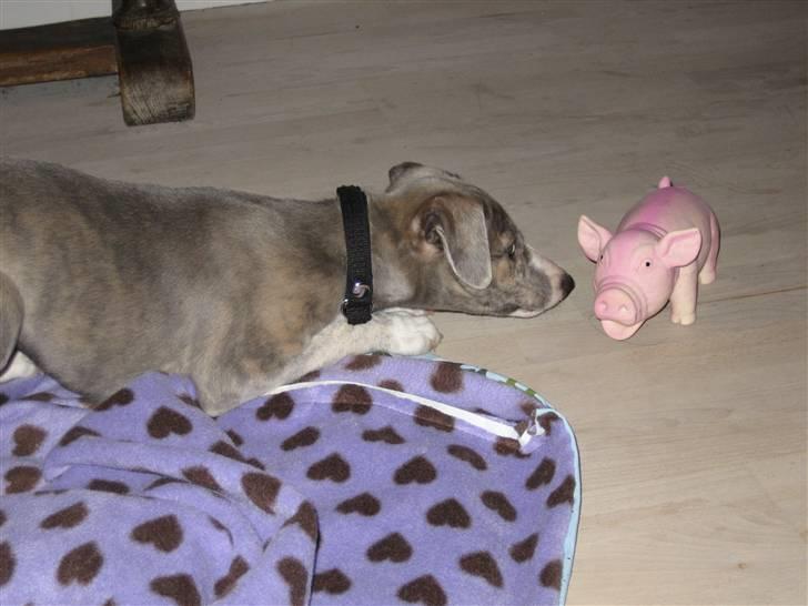 Whippet Sea Leopards Quiet Qairo billede 5