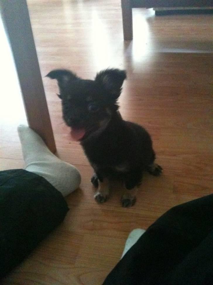 Chihuahua Batman billede 8