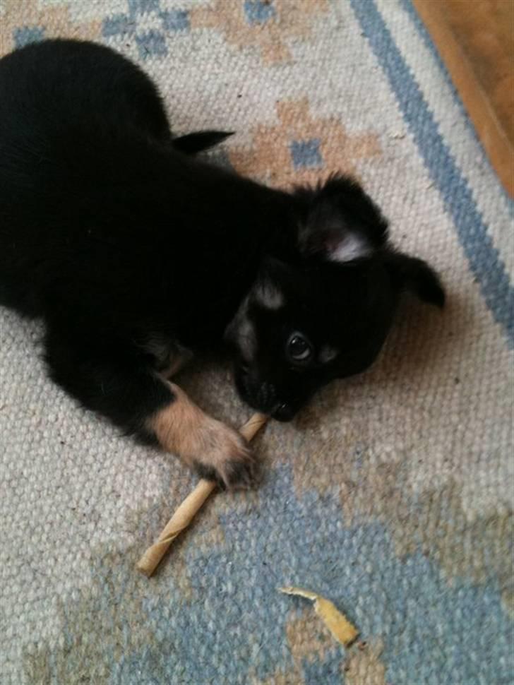 Chihuahua Batman billede 9