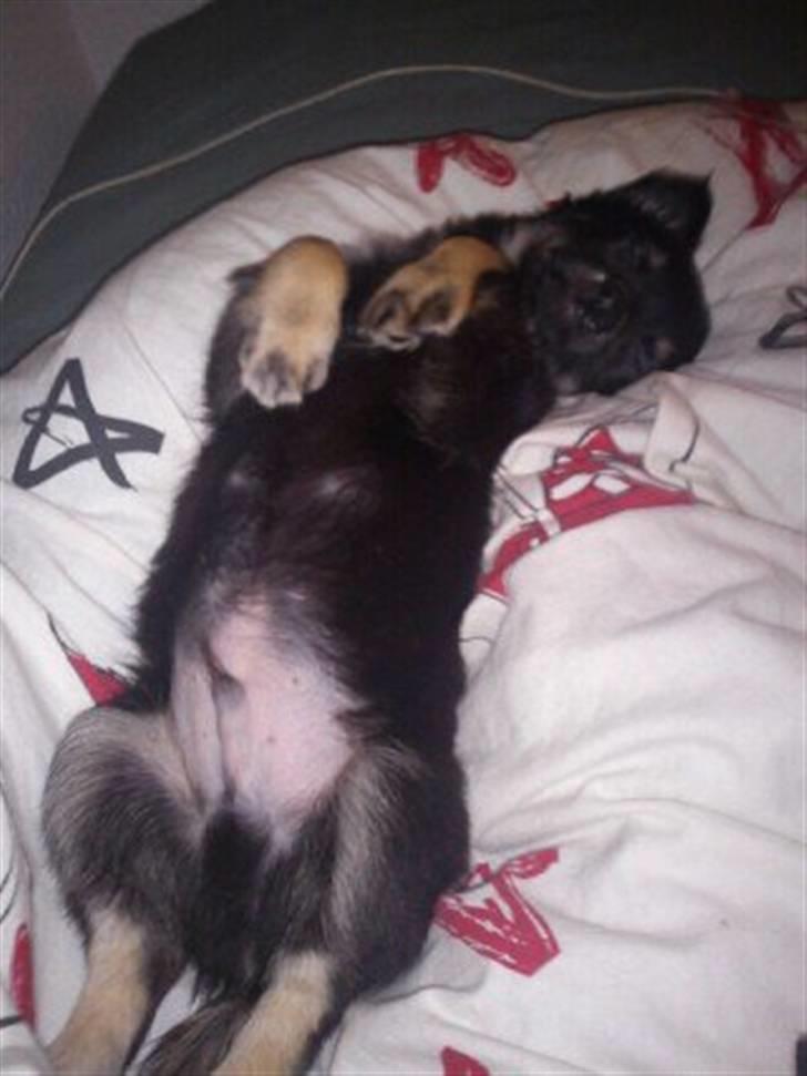 Chihuahua Batman billede 10