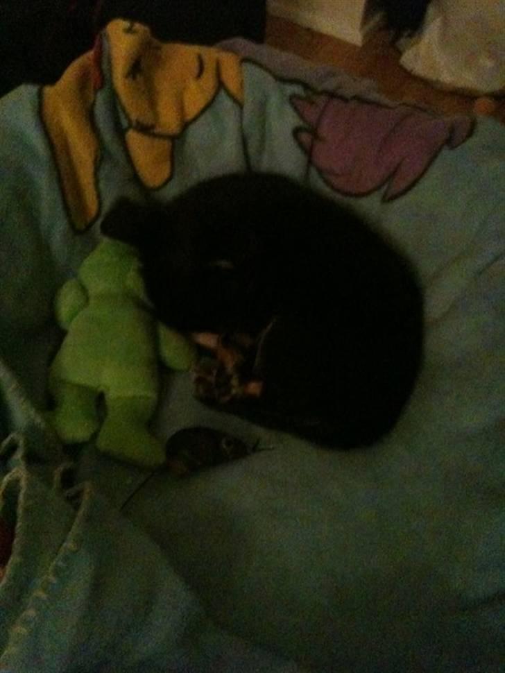 Chihuahua Batman billede 11