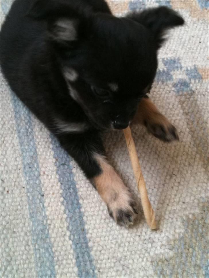 Chihuahua Batman billede 12