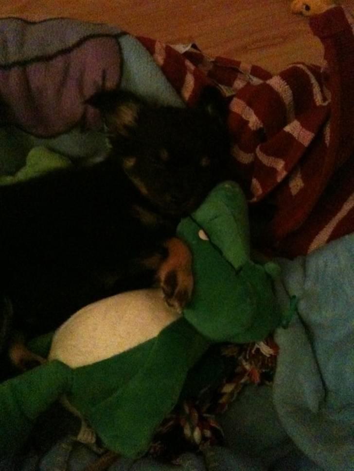 Chihuahua Batman billede 13