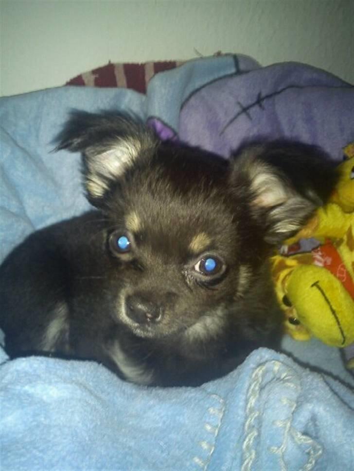 Chihuahua Batman billede 14