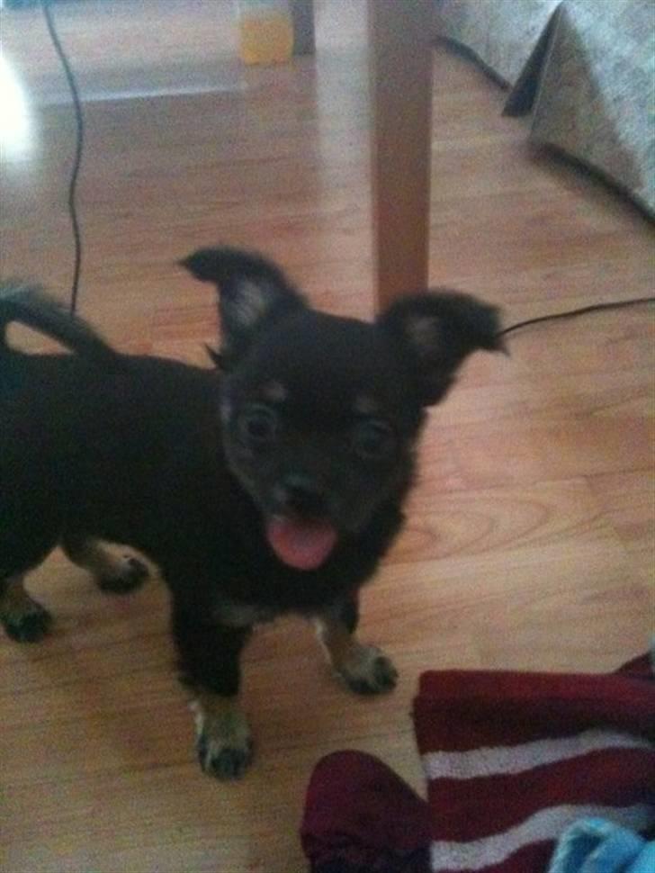 Chihuahua Batman billede 15