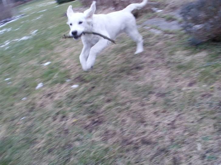 Golden retriever Elvira Madigan billede 11