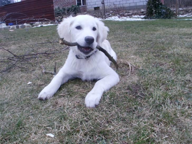 Golden retriever Elvira Madigan billede 12