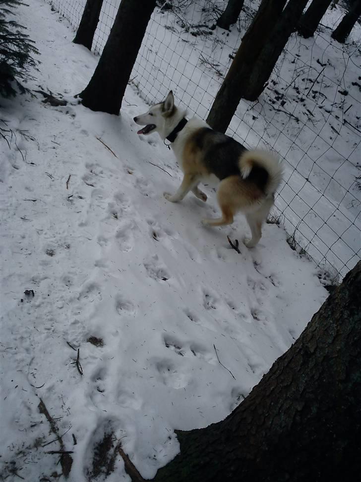 Grønlandshund Tina billede 12