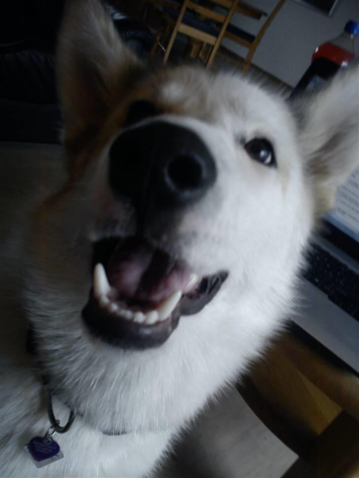 Grønlandshund Tina billede 13