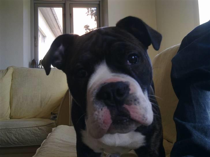 Olde english bulldogge Moris ( RIP ) billede 1