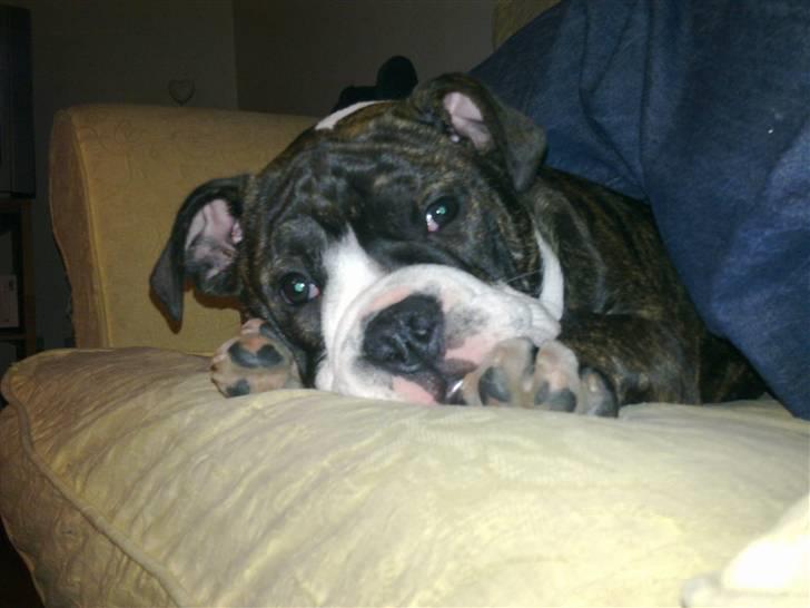 Olde english bulldogge Moris ( RIP ) billede 2