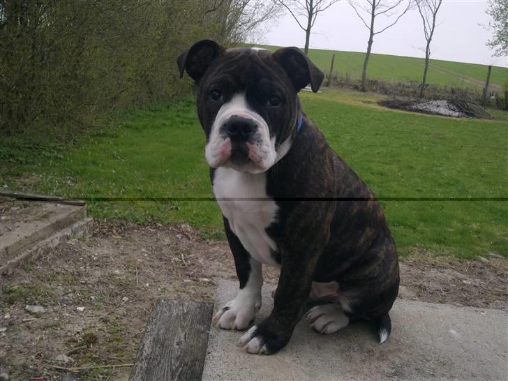 Olde english bulldogge Moris ( RIP ) billede 3