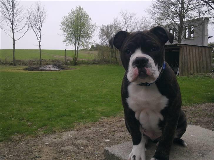 Olde english bulldogge Moris ( RIP ) billede 4