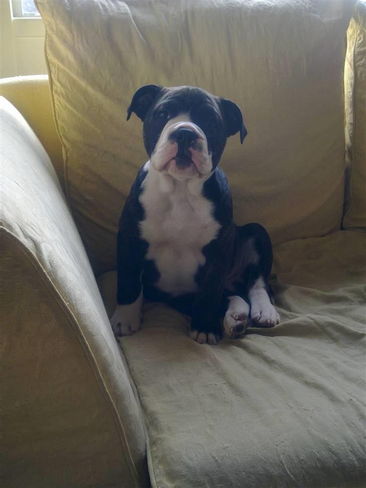 Olde english bulldogge Moris ( RIP ) billede 5