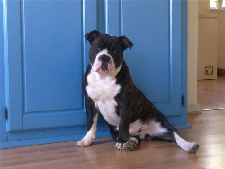 Olde english bulldogge Moris ( RIP ) billede 6