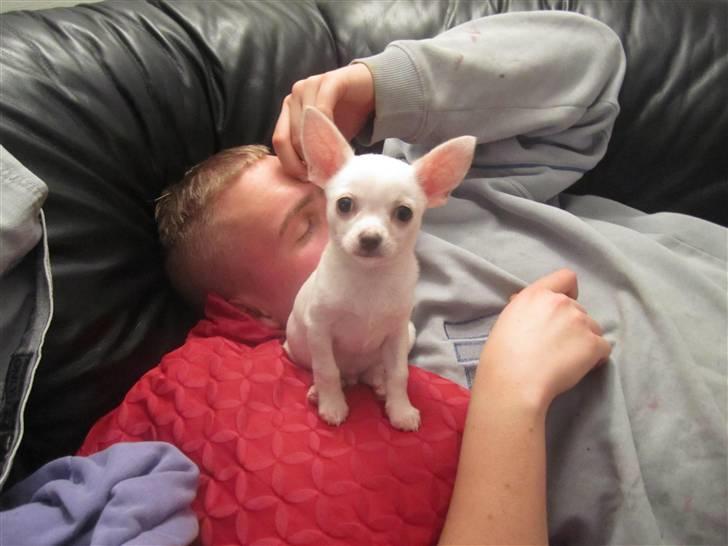 Chihuahua Arne Larsen:) billede 11