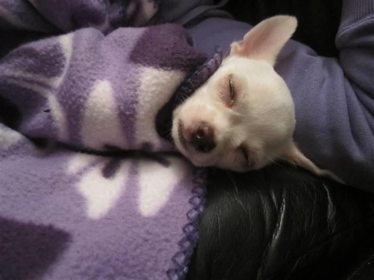 Chihuahua Arne Larsen:) billede 12