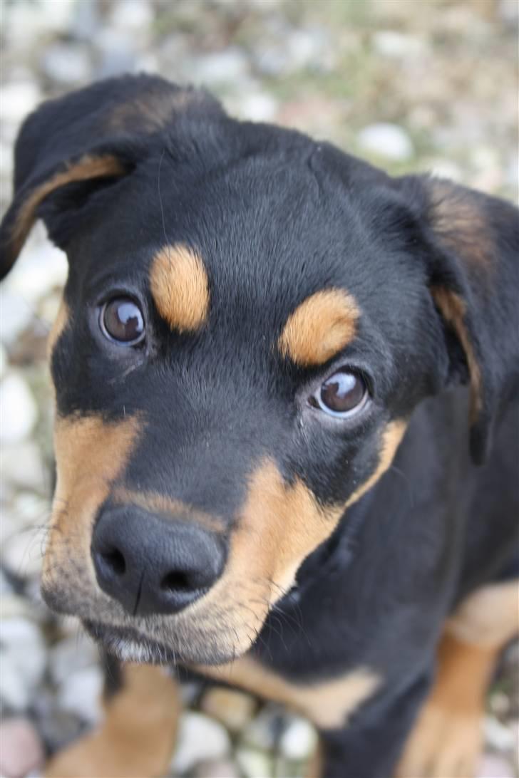 Blanding af racer Rocco billede 1