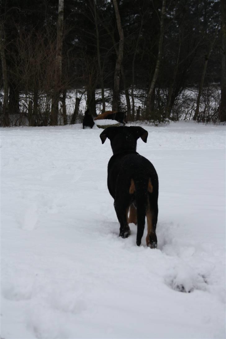 Blanding af racer Rocco billede 2