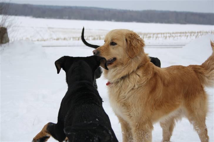 Blanding af racer Rocco billede 3