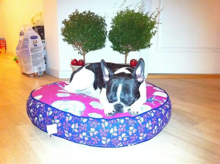 Fransk bulldog Molly billede 1