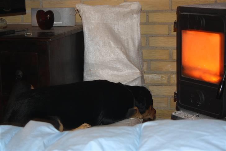 Blanding af racer Rocco billede 4