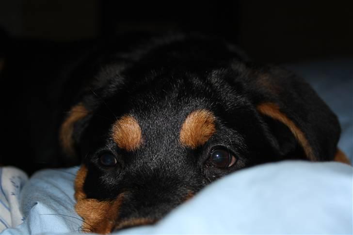 Blanding af racer Rocco billede 5