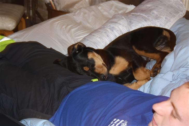 Blanding af racer Rocco billede 6