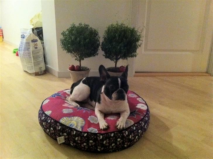 Fransk bulldog Molly billede 2