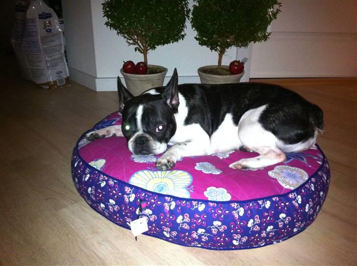 Fransk bulldog Molly billede 3