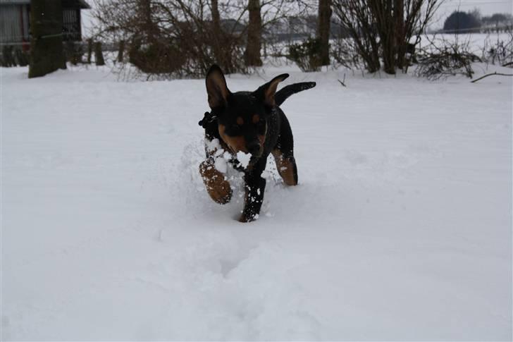 Blanding af racer Rocco billede 7