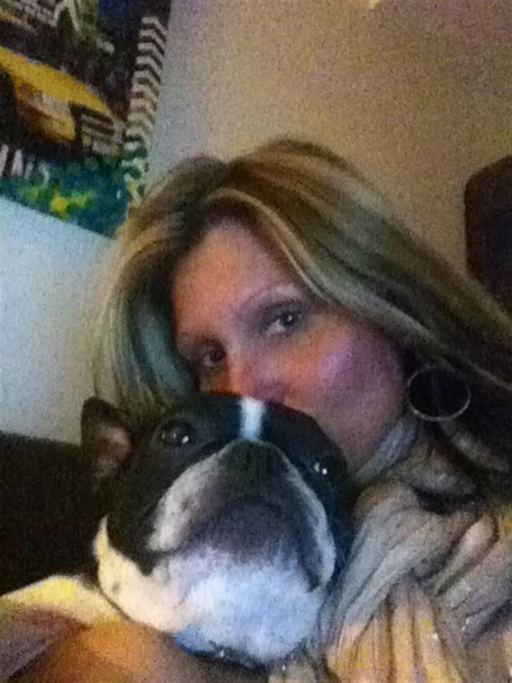 Fransk bulldog Molly billede 4