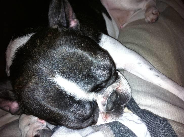 Fransk bulldog Molly billede 5