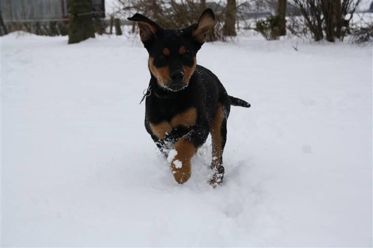 Blanding af racer Rocco billede 8