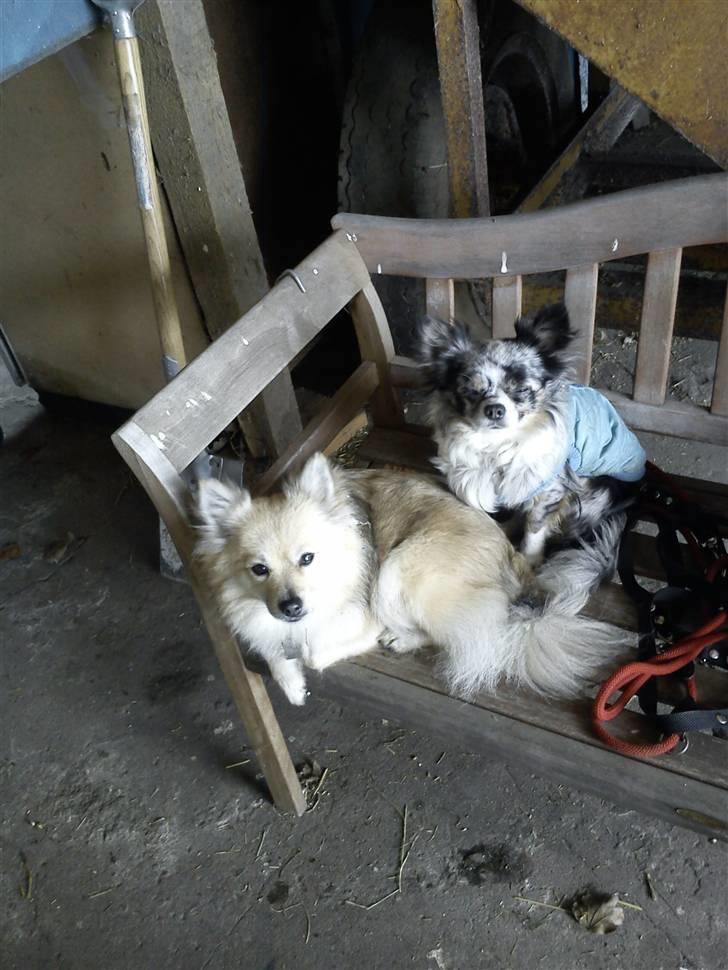 Chihuahua Dandie (Himmelhund) - Dandie og Dixie holder pause i stalden (: billede 3