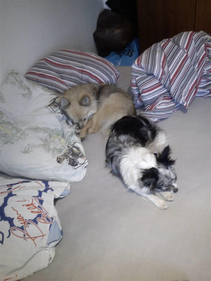 Chihuahua Dandie (Himmelhund) - Nej moar!! Vi står ikke op nu! billede 4