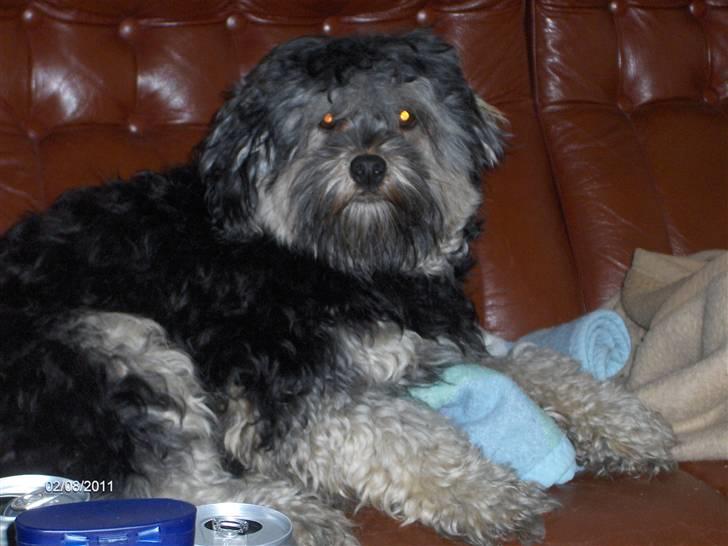 Løwchen Mille billede 2