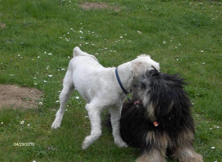 Løwchen Mille billede 8