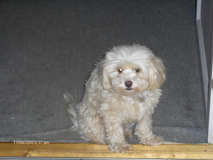 Løwchen Chili billede 2