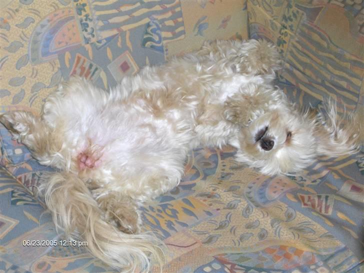 Løwchen Chili billede 3