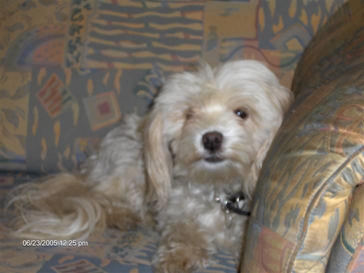 Løwchen Chili billede 4