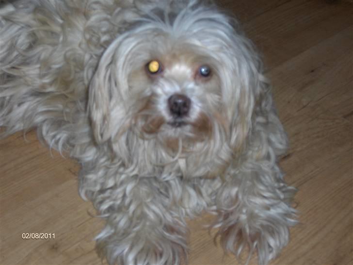 Løwchen Chili billede 6