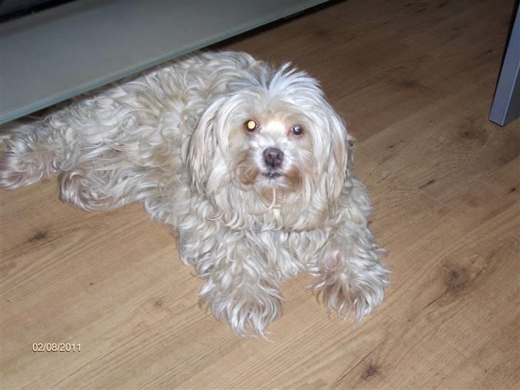 Løwchen Chili billede 7