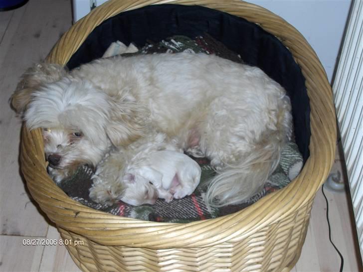 Løwchen Chili billede 8