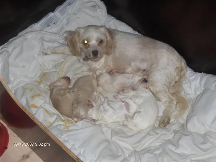 Løwchen Chili billede 9