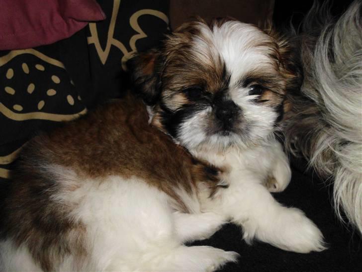 Shih tzu Bea aka Duracell, Bor hos min datter nu billede 4