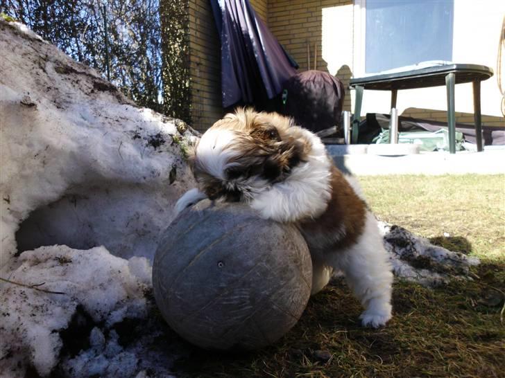 Shih tzu Bea aka Duracell, Bor hos min datter nu billede 5