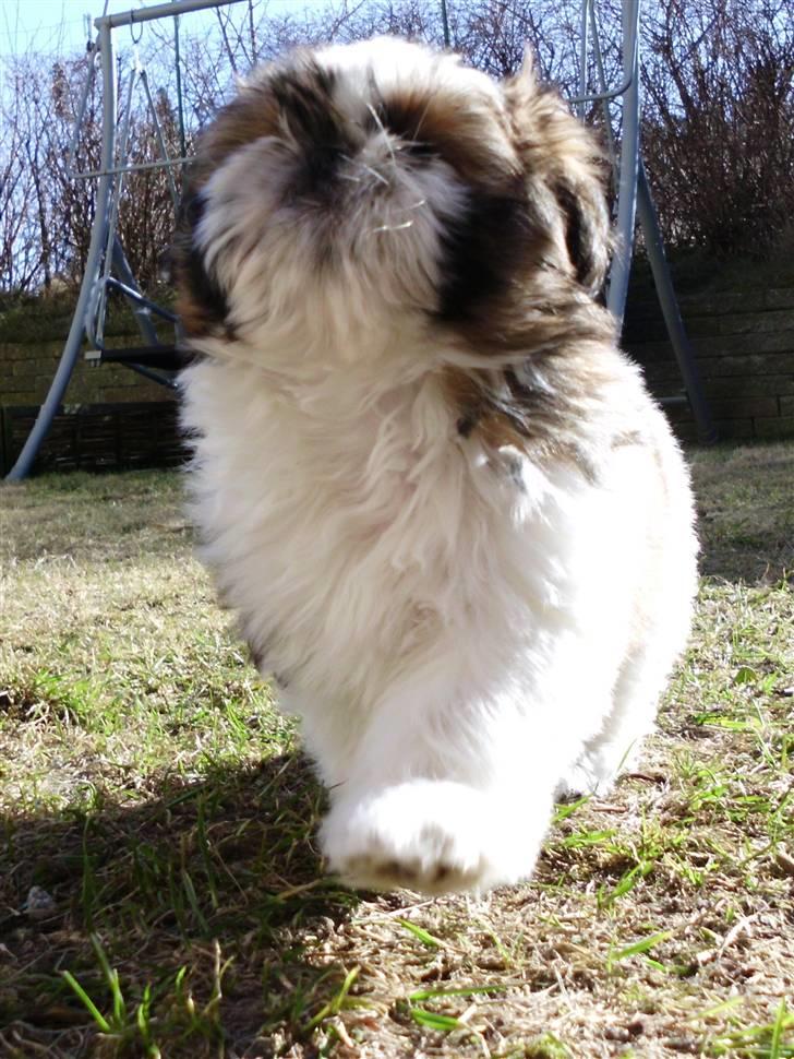 Shih tzu Bea aka Duracell, Bor hos min datter nu billede 6